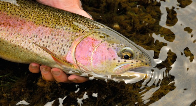 Cuyamaca will stock 1200 pounds of trout on October 25
