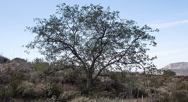 Eagle Peak Preserve is a good place to find Engelmann oaks.
