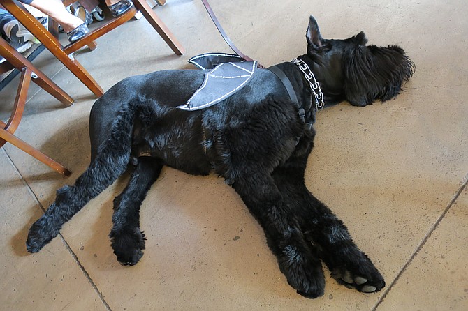 K9 Costume Party at Witch Creek Winery in Carlsbad Oct 16 to Support SPOT (Saving pets one at a time).  This batman partied too hard. 