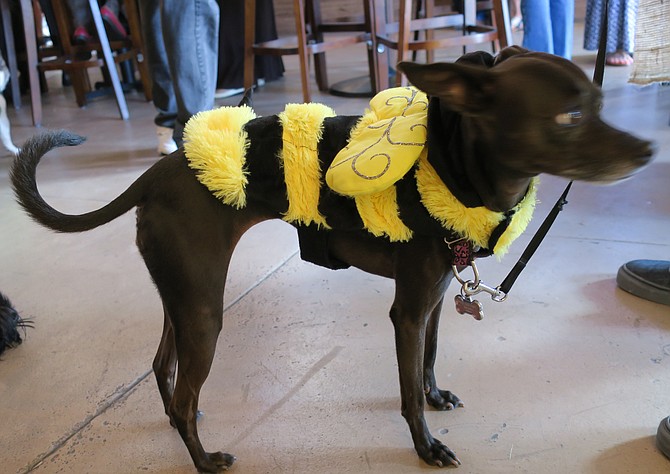 K9 Costume Party at Witch Creek Winery Tasting Room Carlsbad CA Oct 16, one of three bumble bee's - this one is BELLA Italian Greyhound Chihuahua 