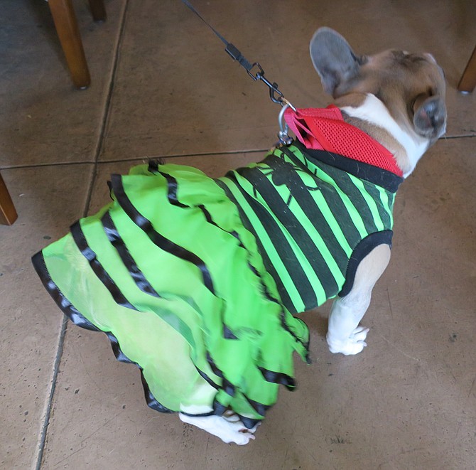 K9 Costume Party at Witch Creek Winery Carlsbad CA Oct 16
Got my party dress on!