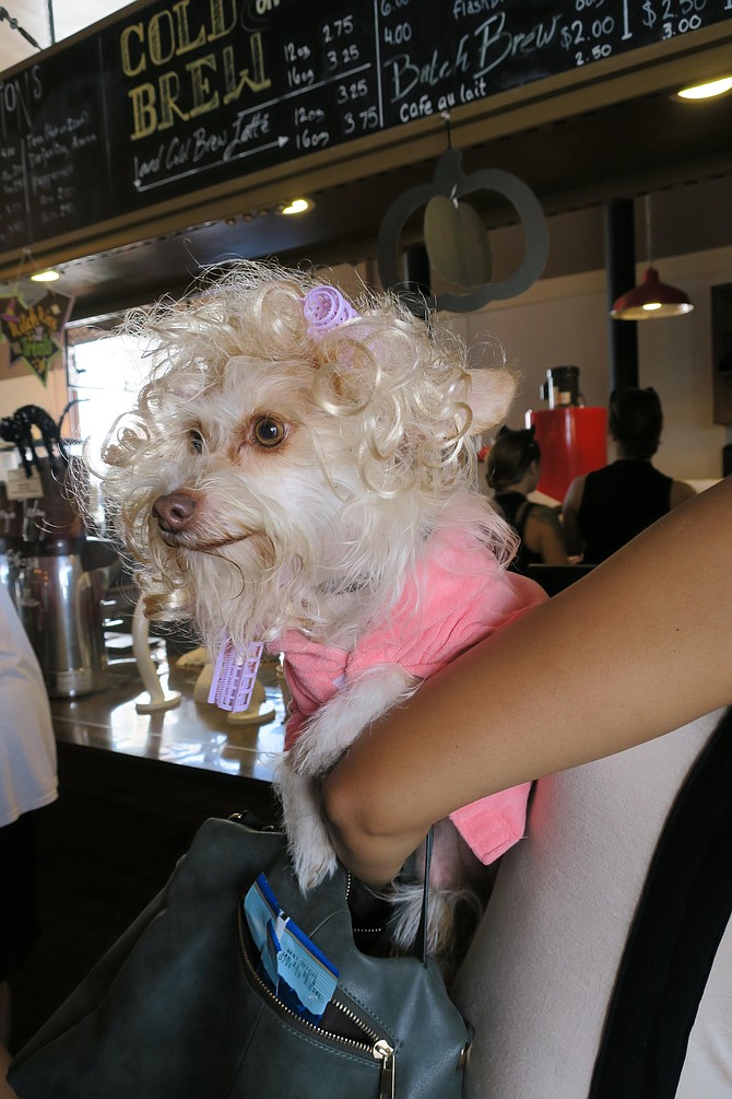 K9 Costume party at Witch Creek Winery tasting room in Carlsbad CA Oct 16. This girl is ready to hit the town with her curls. 