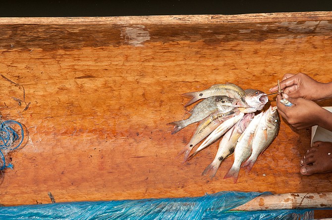Fish caught in hand-carved, traditional canoe.