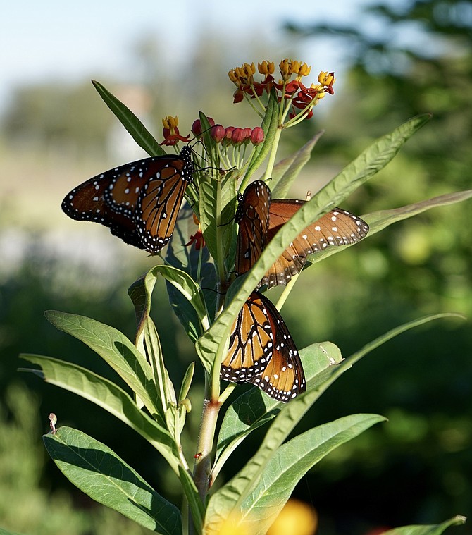 3 Queen Butterflies, National Butterfly Center, Mission, TX