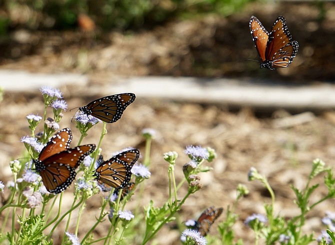 Queen Butterflies, National Butterfly Center, Mission, TX