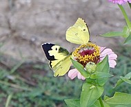 photo thumbnail