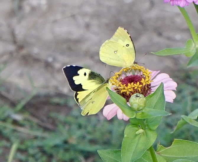 2 Dogface Butterflies, National Butterfly Center, Mission, TX