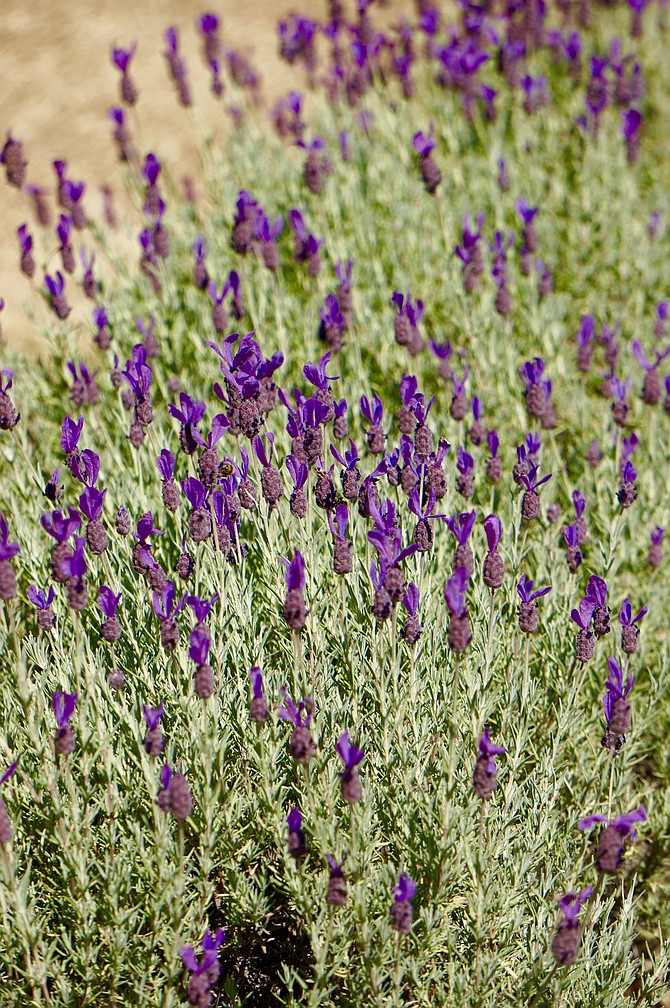 Lavender plants at Victoria Lavender Farm