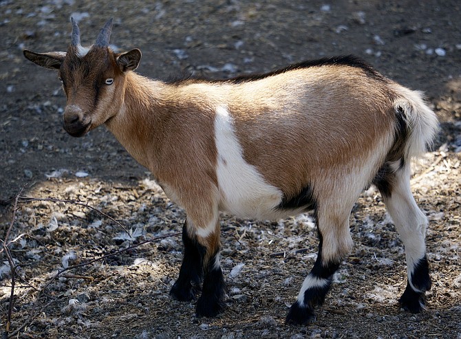  A Nigerian goat at Victoria Lavender Farm