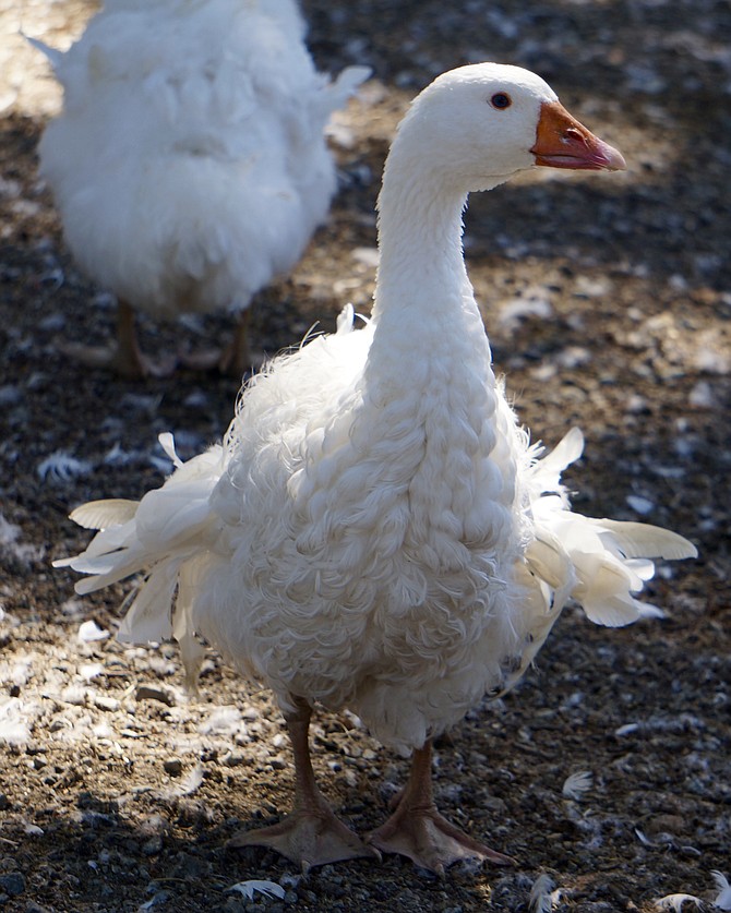 Sebastopol Geese from the Crimea Peninsula in the Ukraine have curly feathers
