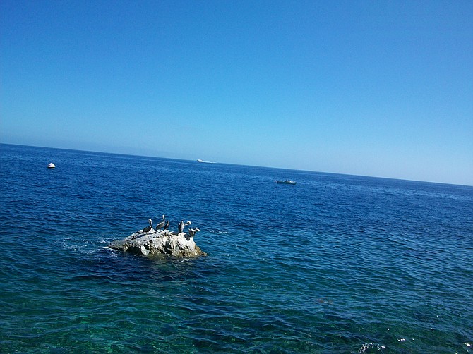 Pelicans gather on a rock off Catalina Island.