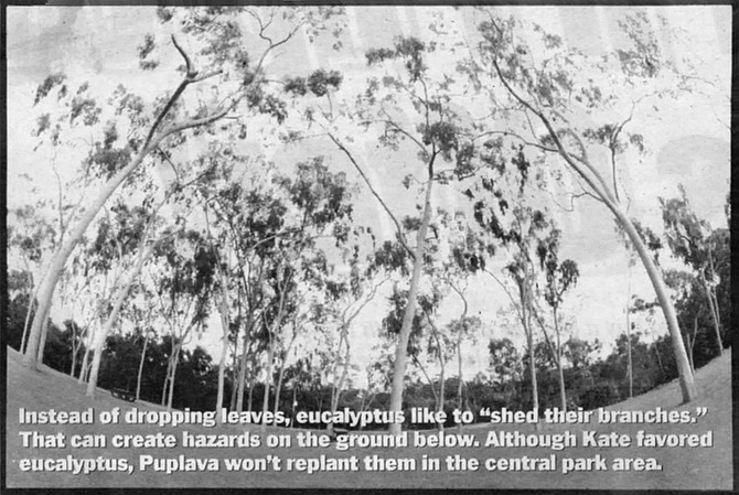 Eucalyptus grove, Balboa Park