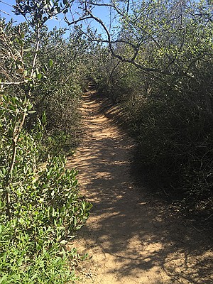 Wet your toes on Torrey Pines Marsh Trail | San Diego Reader