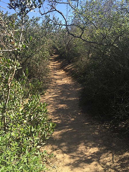 Marsh Trail