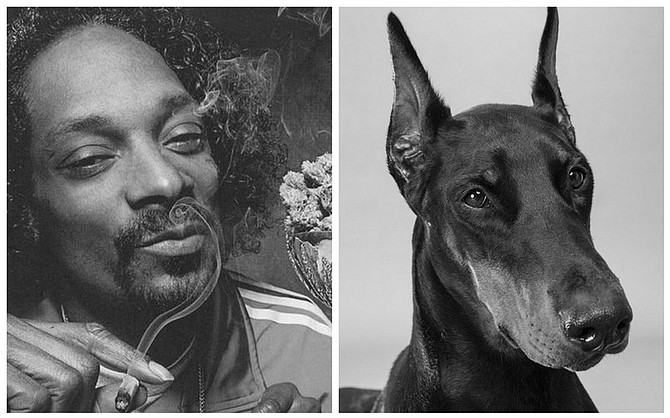 Rapper Snoop Dogg scored a sick hit with “Smoke Weed Everyday.”

Sick San Diego dogs are now being treated with cannabis oil obtained through their owners’ medical marijuana prescriptions.