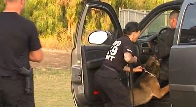 San Diego police K-9 unit being trained