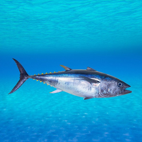 Bluefin tuna (Thunnus thynnus) - Image by LUNAMARINA