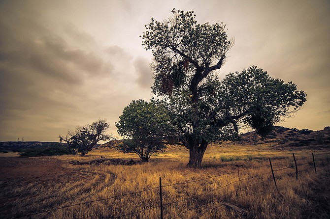 Fremont cottonwood tree - Image by Dramaguy11/istock/Thinkstock