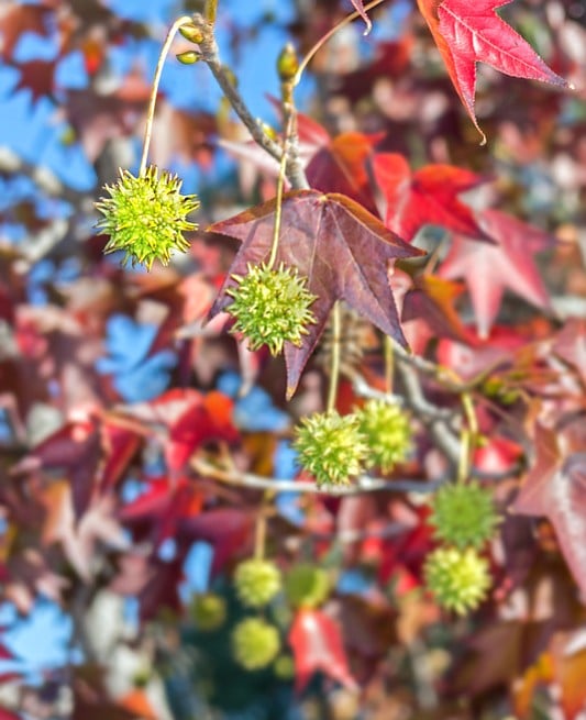 Sweetgum tree with green pods