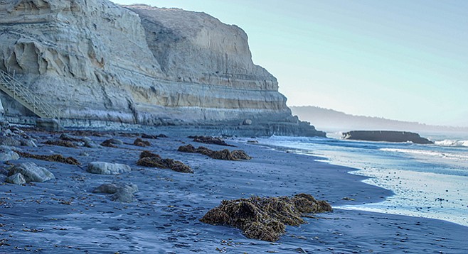 Giant kelp (Macrocyctis pyrifera) often litters the beach segment of the trail.