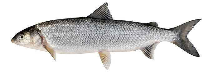 Whitefish (Coregonus lavaretus)