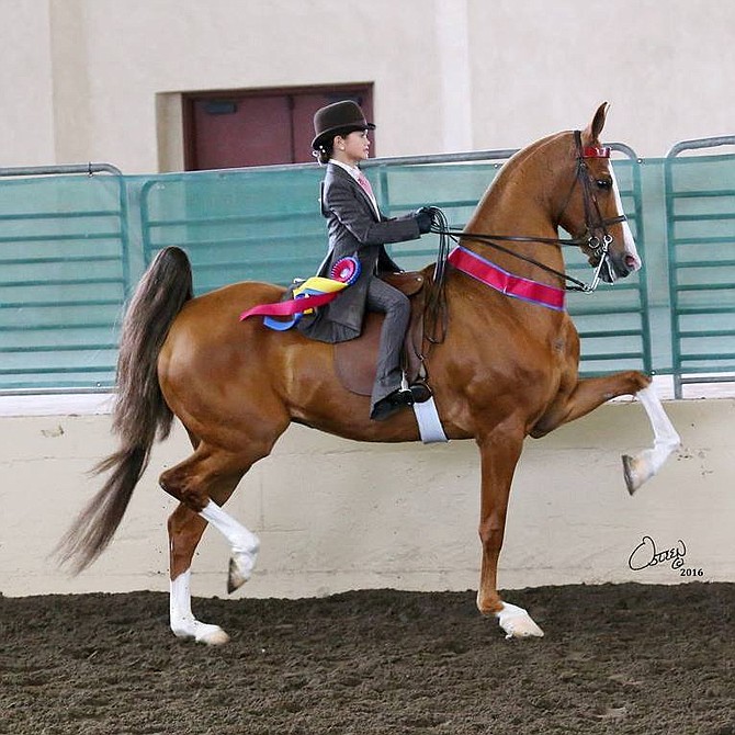 California saddle horse futurity champion