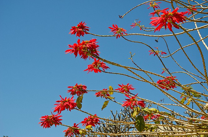 Wild poinsettia in bloom - Image by alisbalb/iStock/Thinkstock