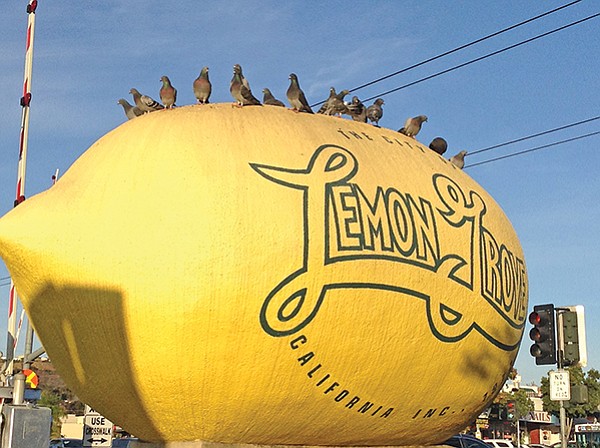 How many pigeons can fit on a lemon? In Lemon Grove, a lot.