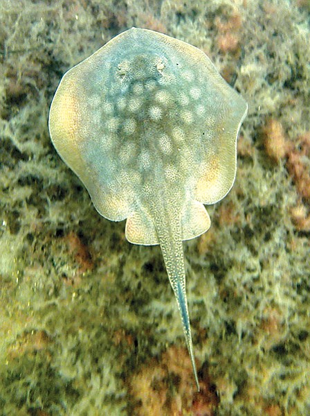 Spotted stingray, Glorietta Bay - one of the remorseless tribes I’ve seen that represent mortal threats to the few sea ponies.