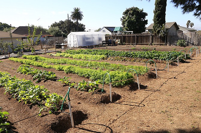 Rows of produce at Dickinson Farm. 