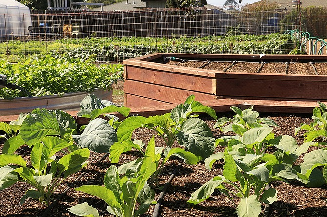 Raised boxes at Dickinson Farm. 