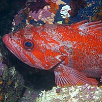 Groundfish season ends December 31. “If I can just make it till midnight…”
