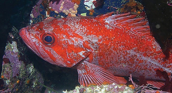 Vermillion rockfish