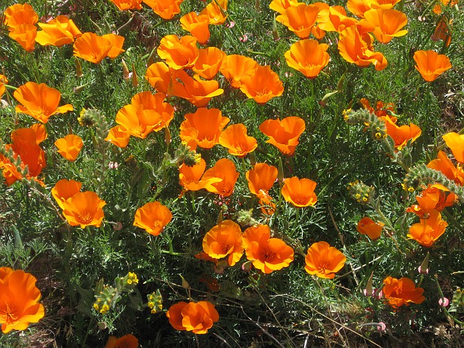 Close up Poppies