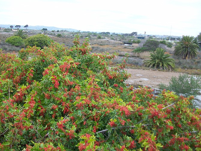 Female Brazilian Pepper Trees host an abundance of berries.