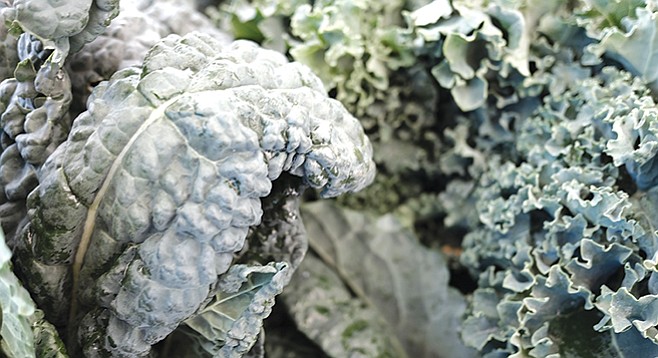 January in San Diego means plenty of kale, both lacinato (left) and curly (right).