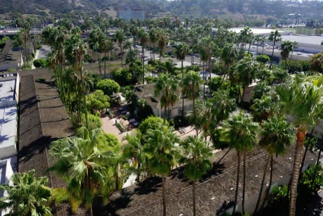 The resort has around 2000 palm trees, some being original to the hotel.