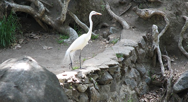 Egret at Felicita County Park in Escondido
