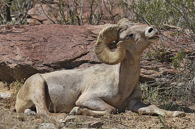 Big Horn Ram enjoying the sunshine in Anza Borrego State Park. 