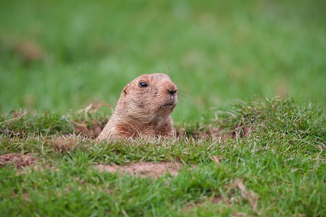 Groundhogs are members of the rodent family. They are also known as woodchucks or whistlepigs.