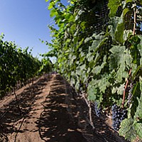 Learn vineyard installation from Keith Wasser, recently featured on A Growing Passion on KPBS