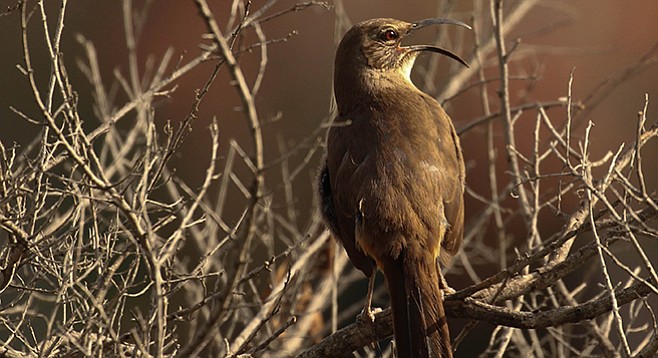 California thrasher. Also look for warblers and hummingbirds along the Twin Peaks Trail.