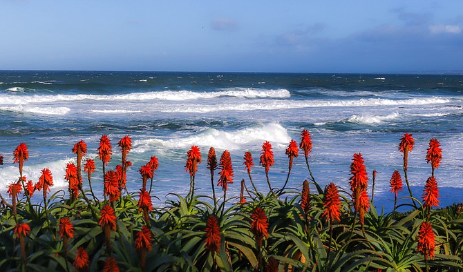 The Red Aloes in La Jolla