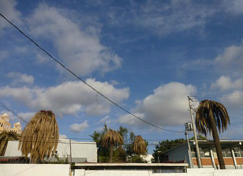 Dead palms at a Tijuana high school