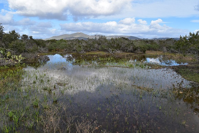 Another vernal pool shot from Del Mar Mesa Open space.  Black Mountain in the distance.  A good vernal pool year due at Del Mar Mesa due to the strong winter rains of 2017.  Rancho Penasquitos