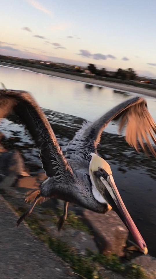 Feeding the cats during the day means chasing the seagulls away (photo credit: Jetty Cats - San Diego)