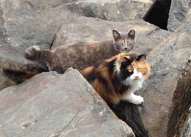 (photo credit: Jetty Cats - San Diego)