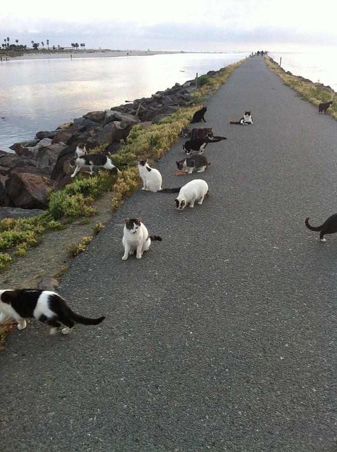 (photo credit: Jetty Cats - San Diego)