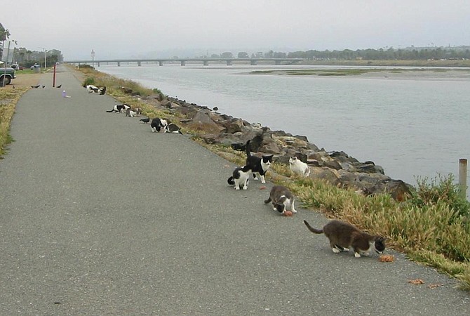 (photo credit: Jetty Cats - San Diego)