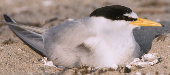 The California least tern next on open beaches and feed on small fish. 